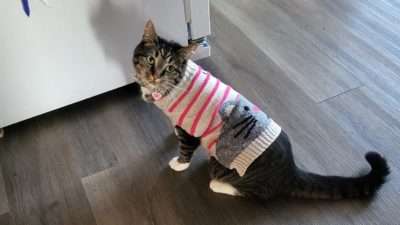 Rosie in new sweater